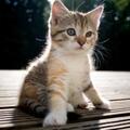 Полезные советы по кормлению котенка