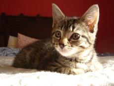 Кормление котят